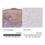 Atlas Antibodies Anti-PI3 Antibody