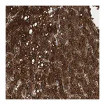 Atlas Antibodies Anti-PI4KB Antibody