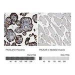 Atlas Antibodies Anti-PICALM Antibody