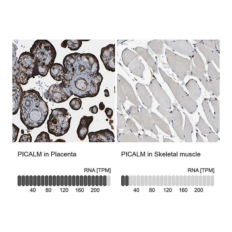 Atlas Antibodies Anti-PICALM Antibody