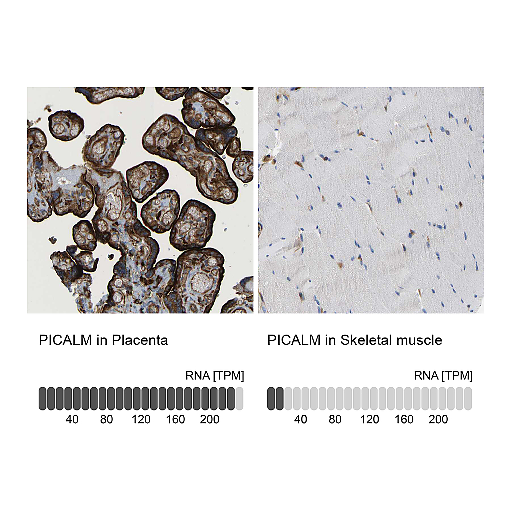 Atlas Antibodies Anti-PICALM Antibody