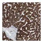 Atlas Antibodies Anti-PID1 Antibody