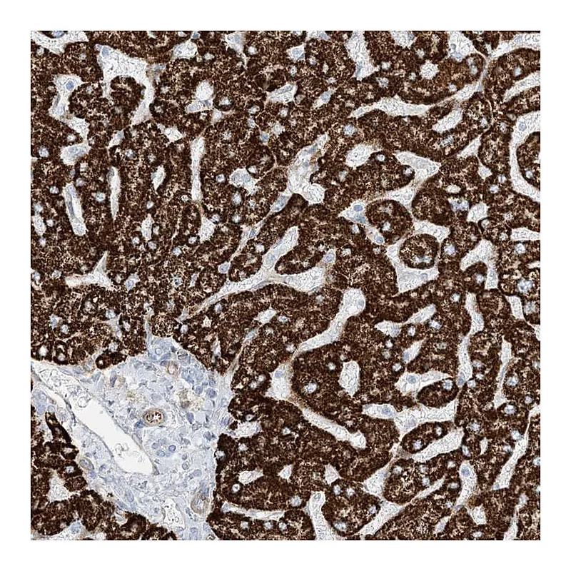 Atlas Antibodies Anti-PID1 Antibody