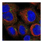 Atlas Antibodies Anti-PIDD1 Antibody