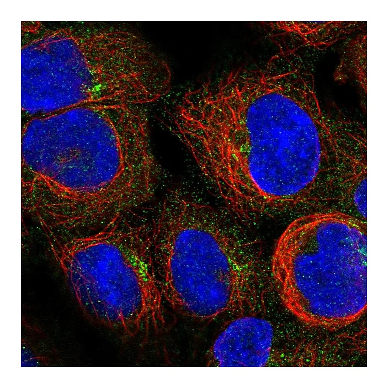 Atlas Antibodies Anti-PIDD1 Antibody