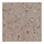 Atlas Antibodies Anti-PIEZO2 Antibody