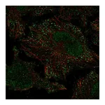 Atlas Antibodies Anti-PIEZO2 Antibody