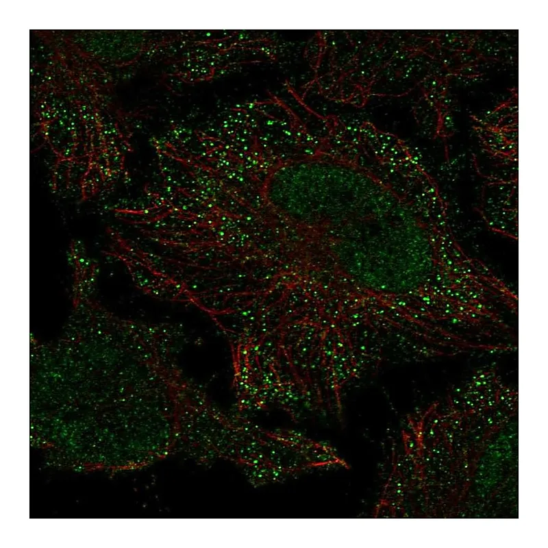 Atlas Antibodies Anti-PIEZO2 Antibody