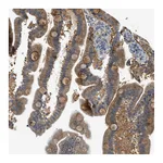 Atlas Antibodies Anti-PIGG Antibody