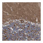 Atlas Antibodies Anti-PIGH Antibody