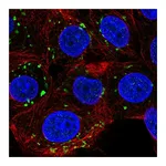 Atlas Antibodies Anti-PIGQ Antibody