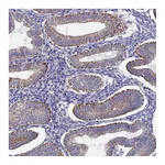Atlas Antibodies Anti-PIGU Antibody