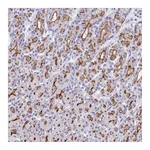 Atlas Antibodies Anti-PIGU Antibody