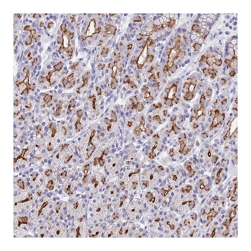 Atlas Antibodies Anti-PIGU Antibody
