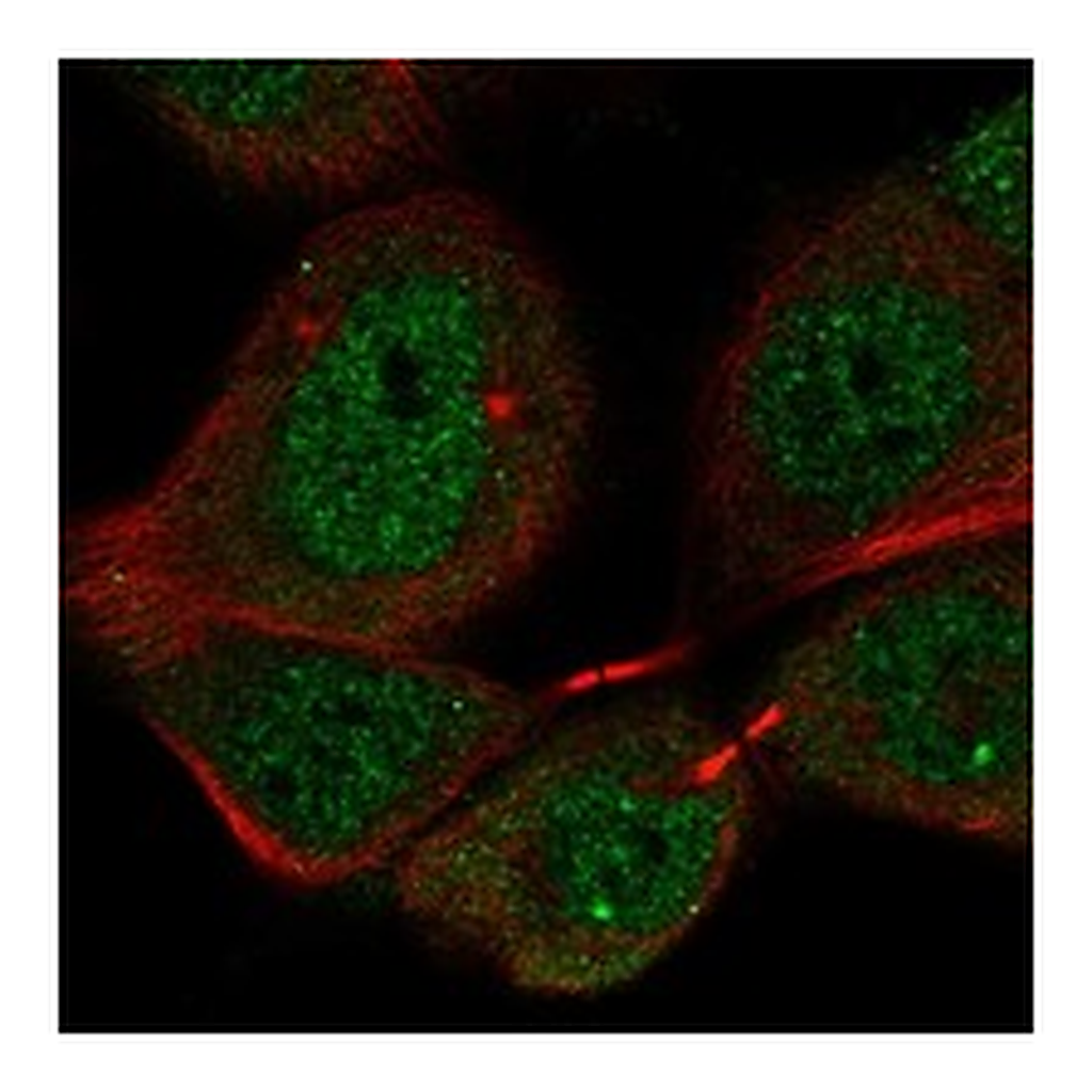 Atlas Antibodies Anti-PIGX Antibody