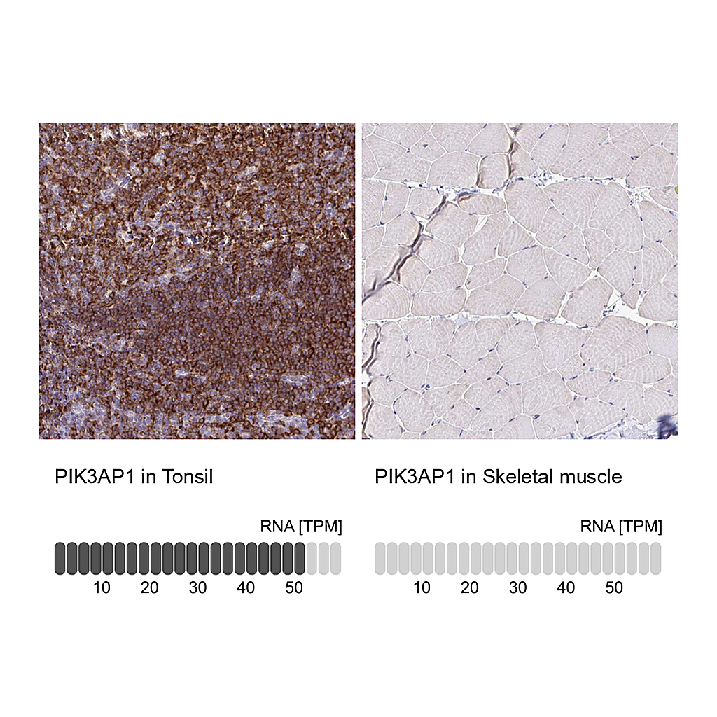 Atlas Antibodies Anti-PIK3AP1 Antibody