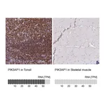 Atlas Antibodies Anti-PIK3AP1 Antibody