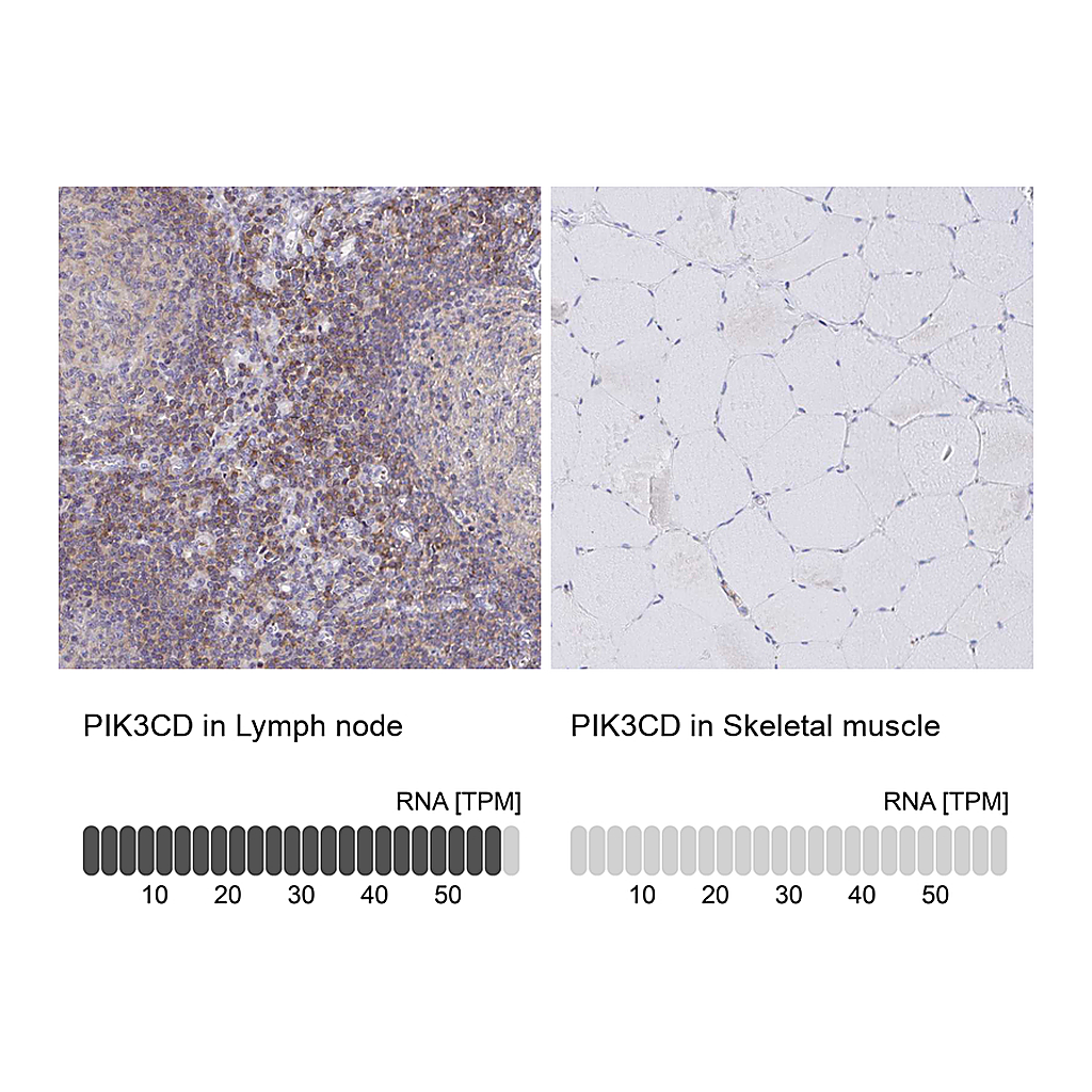 Atlas Antibodies Anti-PIK3CD Antibody