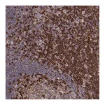 Atlas Antibodies Anti-PILRA Antibody