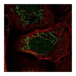 Atlas Antibodies Anti-PIK3R3 Antibody
