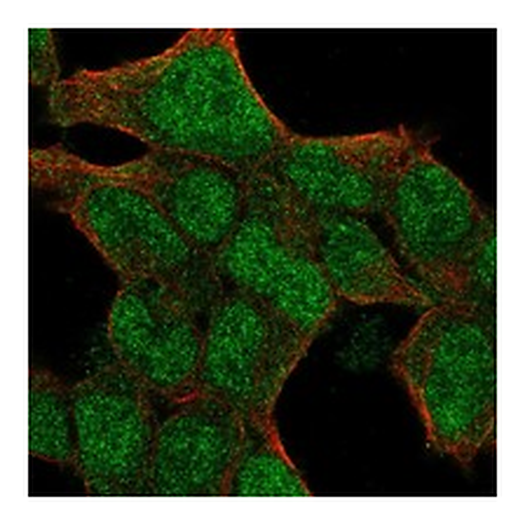 Atlas Antibodies Anti-PIN1 Antibody