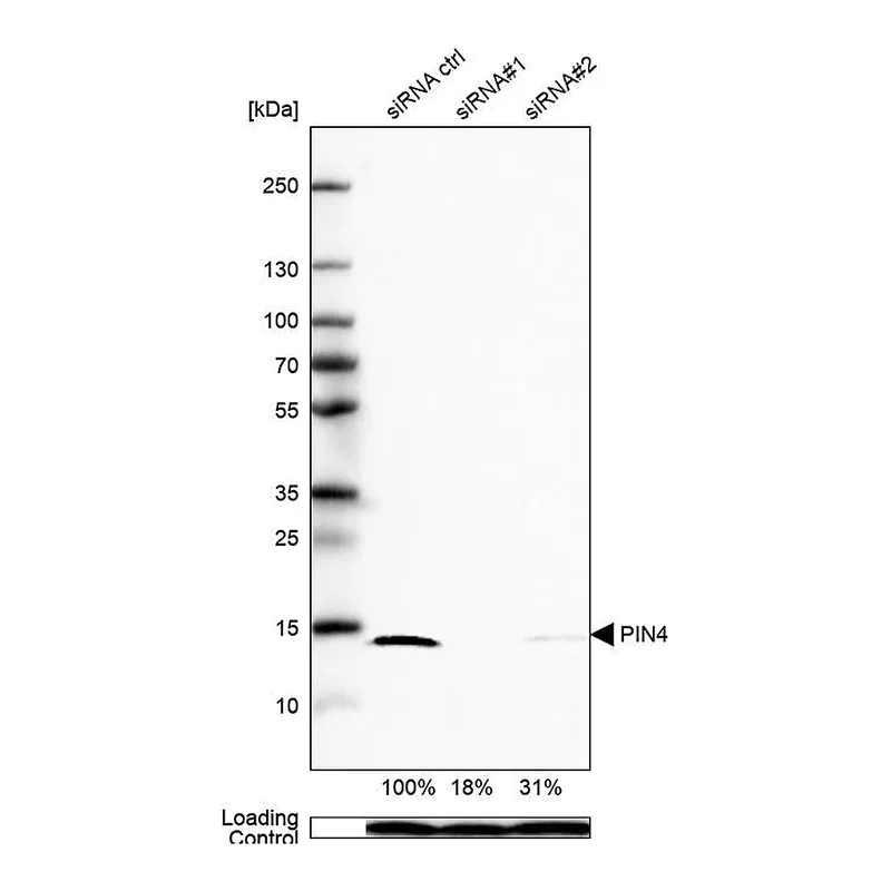 Atlas Antibodies Anti-PIN4 Antibody