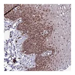 Atlas Antibodies Anti-PIN4 Antibody