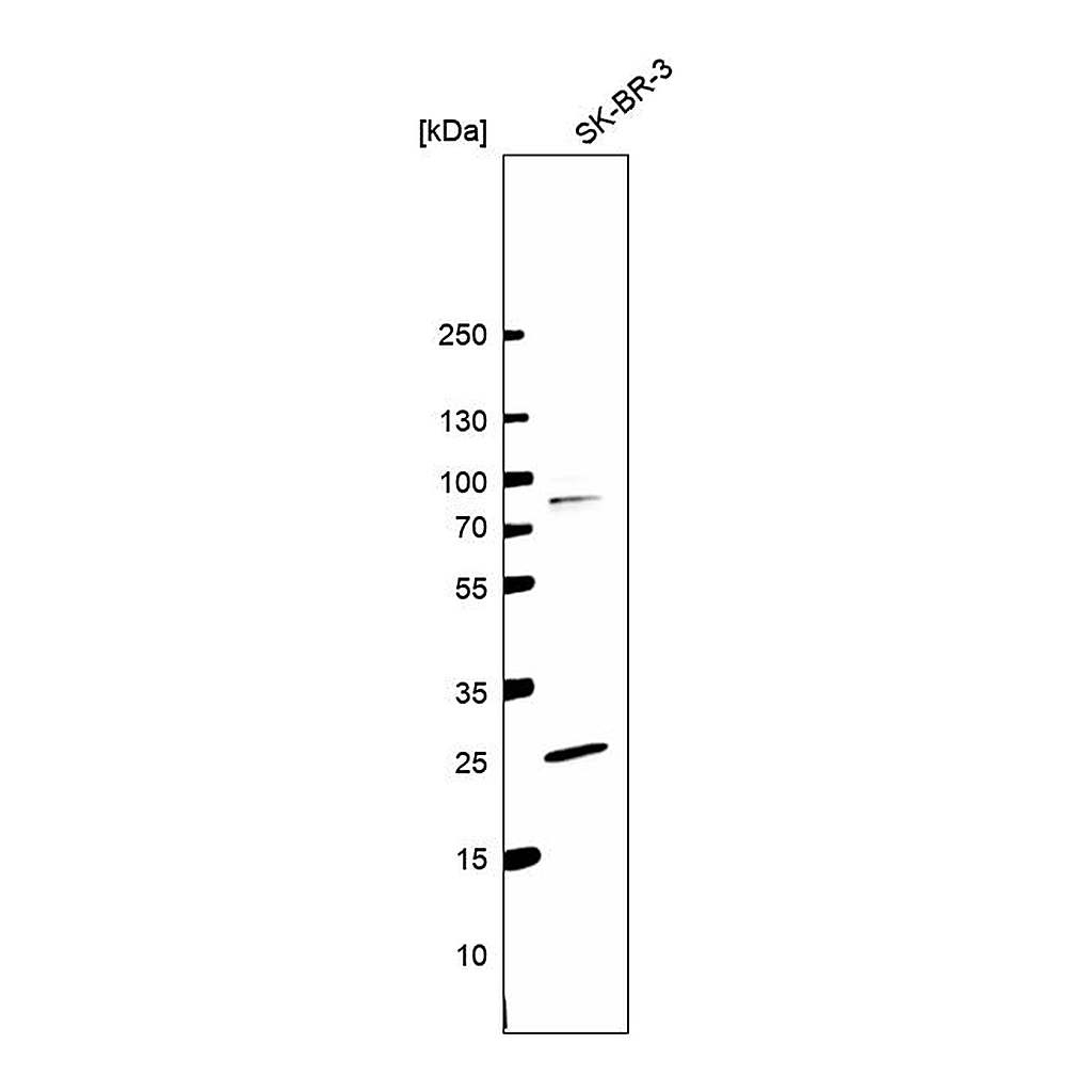 Atlas Antibodies Anti-PILRB Antibody
