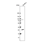 Atlas Antibodies Anti-PILRB Antibody