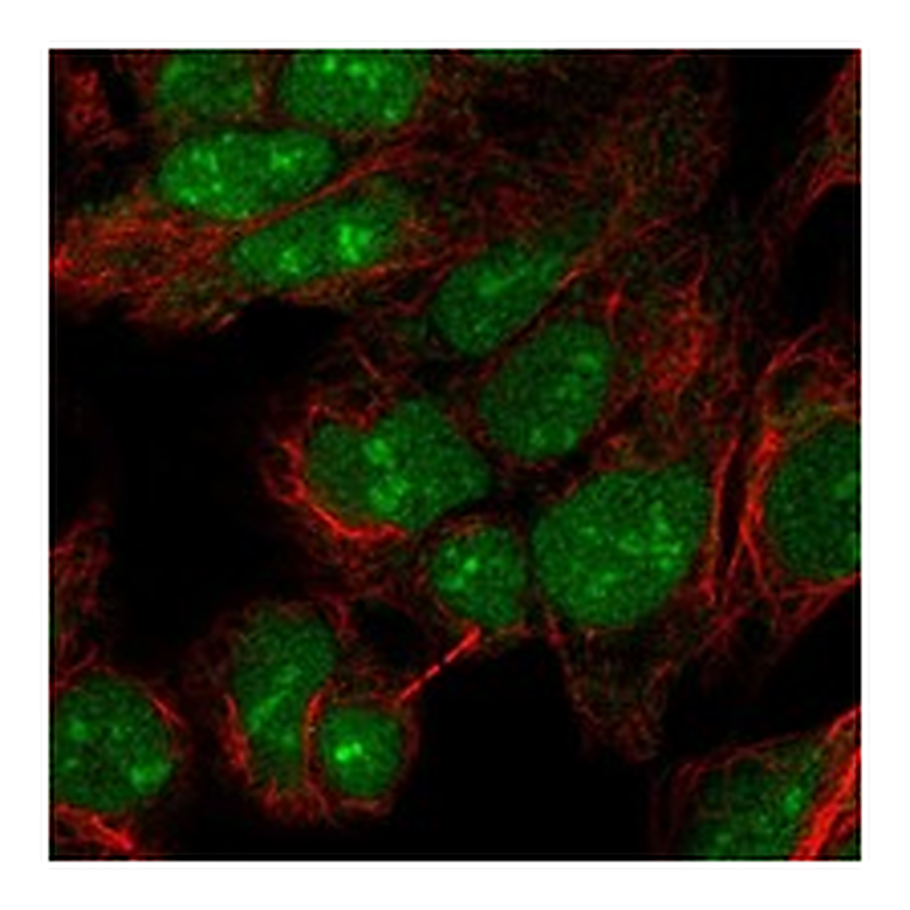 Atlas Antibodies Anti-PINX1 Antibody