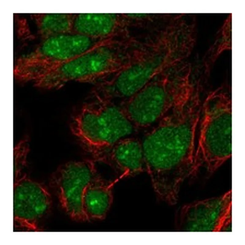 Atlas Antibodies Anti-PINX1 Antibody
