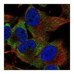 Atlas Antibodies Anti-PIM3 Antibody
