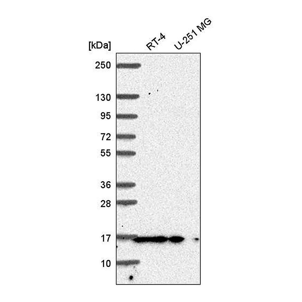 Atlas Antibodies Anti-PIN1 Antibody