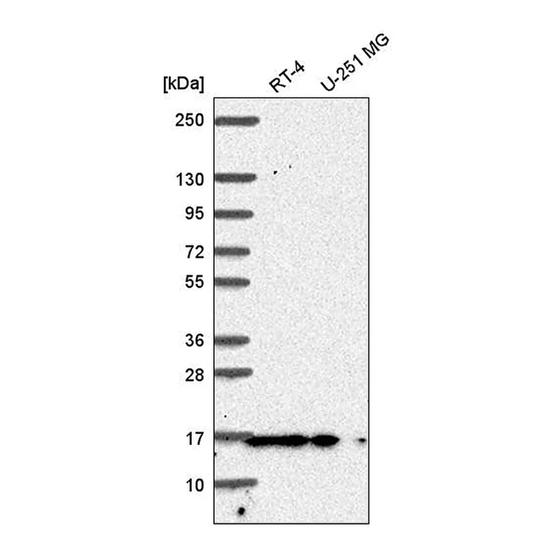 Atlas Antibodies Anti-PIN1 Antibody