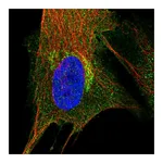Atlas Antibodies Anti-PIP4K2A Antibody