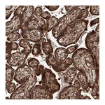 Atlas Antibodies Anti-PISD Antibody