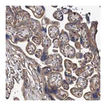 Atlas Antibodies Anti-PISD Antibody