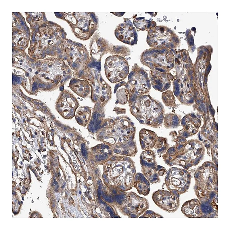 Atlas Antibodies Anti-PISD Antibody