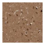 Atlas Antibodies Anti-PITPNC1 Antibody