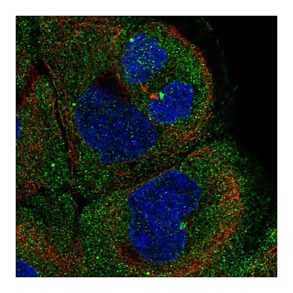 Atlas Antibodies Anti-PITPNM1 Antibody
