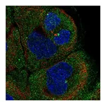 Atlas Antibodies Anti-PITPNM1 Antibody