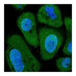 Atlas Antibodies Anti-PITPNC1 Antibody