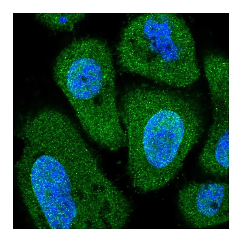 Atlas Antibodies Anti-PITPNC1 Antibody