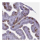 Atlas Antibodies Anti-PITPNM1 Antibody