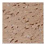 Atlas Antibodies Anti-PITPNM2 Antibody