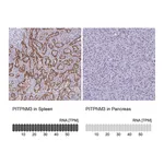 Atlas Antibodies Anti-PITPNM3 Antibody