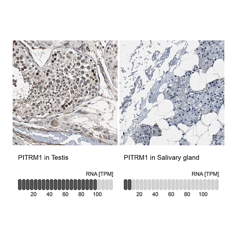 Atlas Antibodies Anti-PITRM1 Antibody