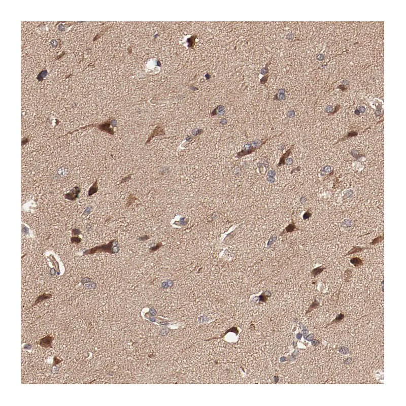 Atlas Antibodies Anti-PITPNM2 Antibody
