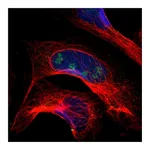 Atlas Antibodies Anti-PITX1 Antibody