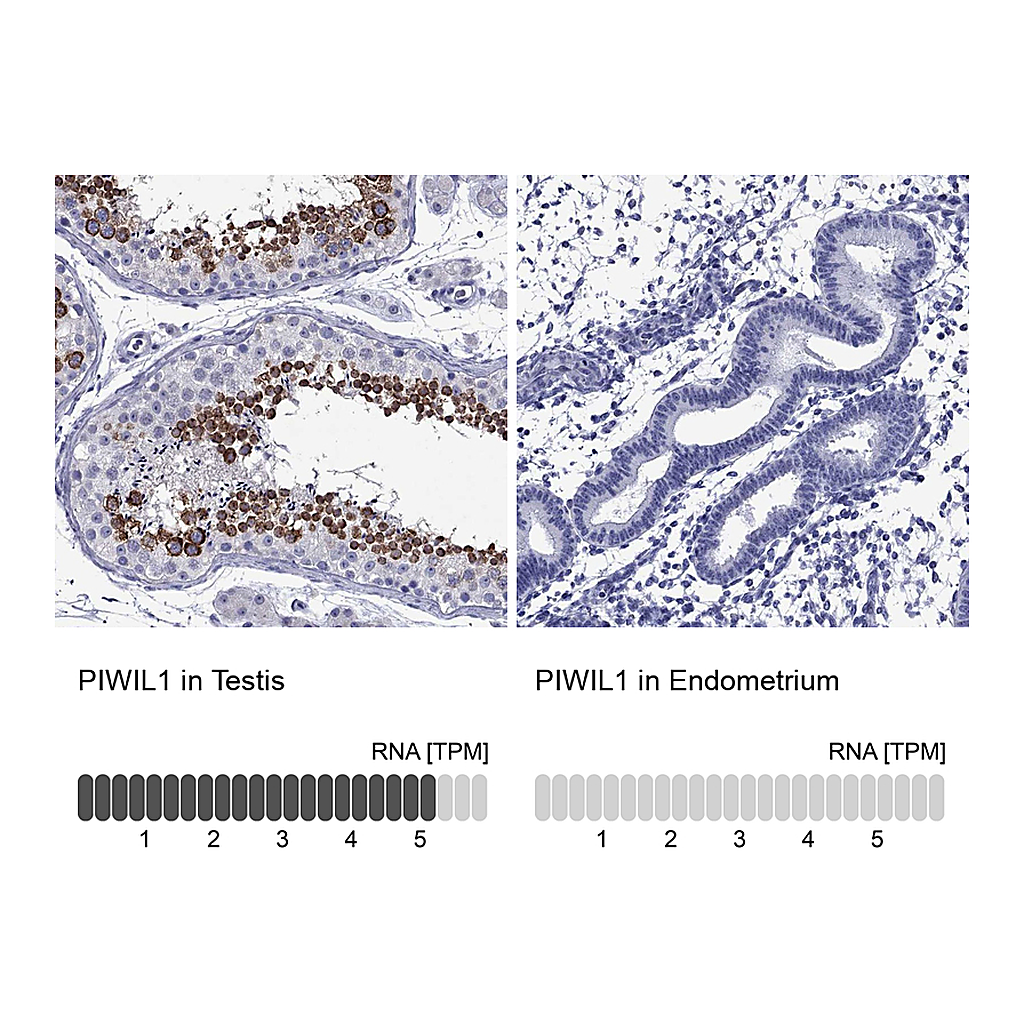 Atlas Antibodies Anti-PIWIL1 Antibody